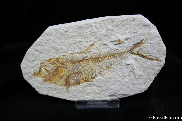 Inch Diplomystus Fossil Fish From Wyoming #826